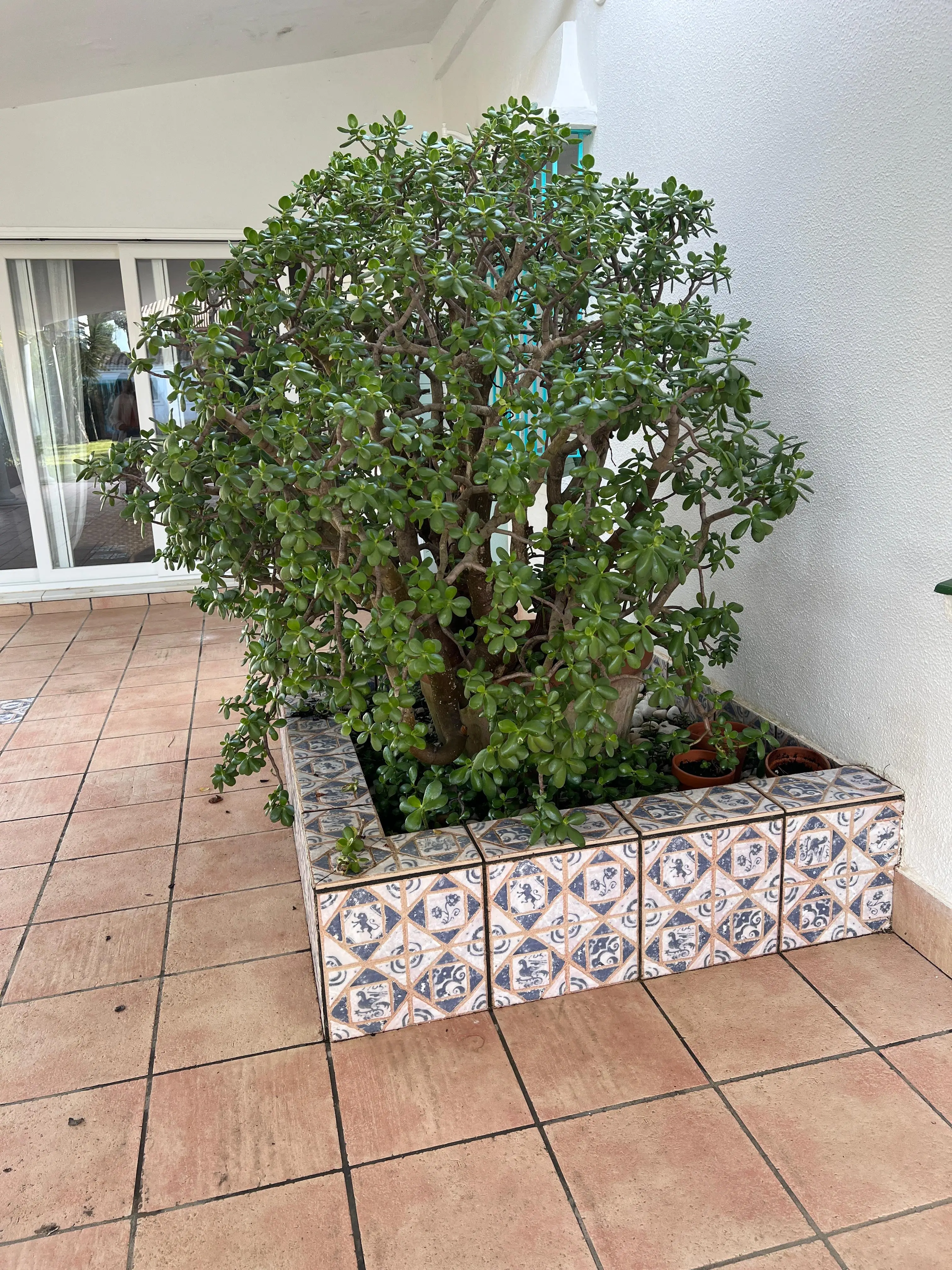 Detalle del patio y porche con planta jade en jardinera