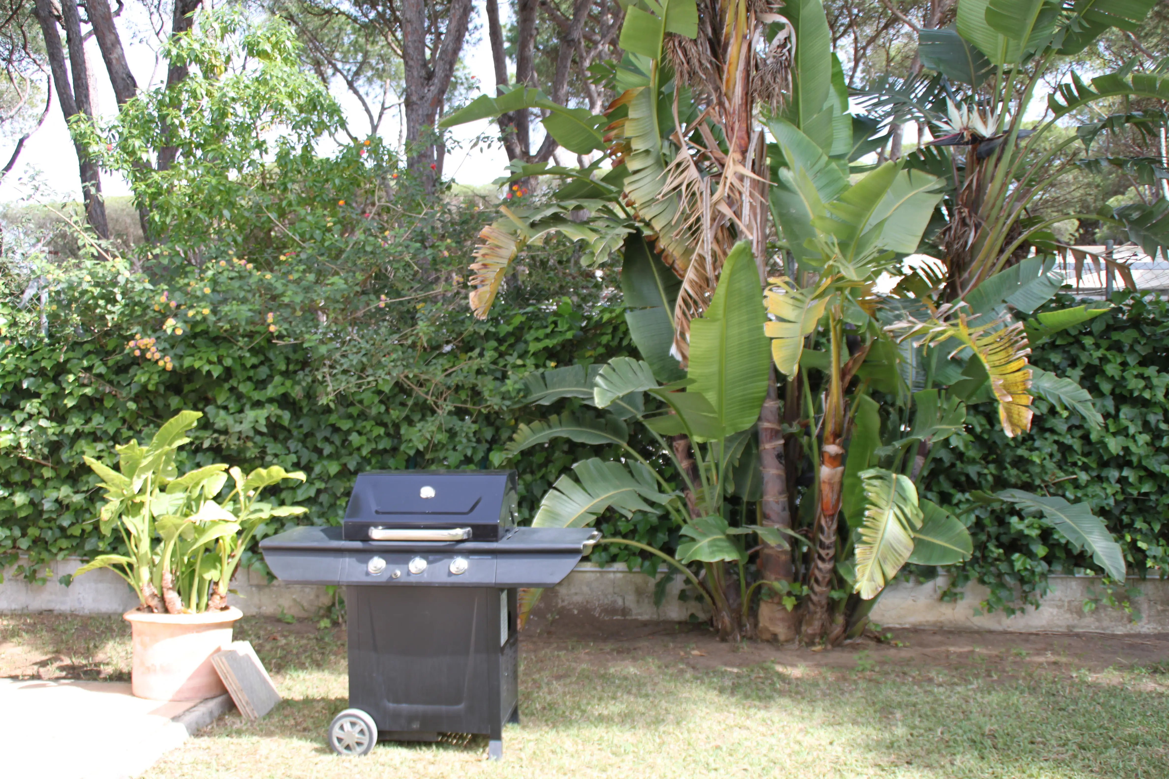 Zona de barbacoa y vegetación tropical